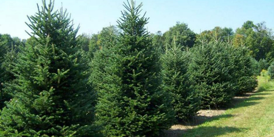 Τμήμα Δασών: Από τις 25 Νοεμβρίου οι πωλήσεις χριστουγεννιάτικων δέντρων